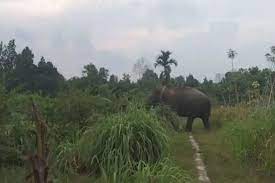 BBKSDA Riau Turunkan Tim Pengiring, Gajah Codet Masuk Kebun Warga